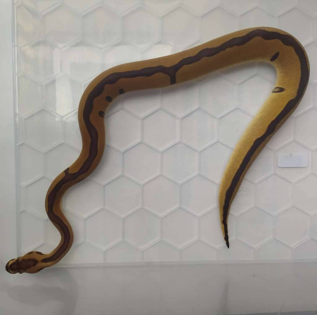 ball-python-enchi-leopard-clown-5YPGSW04NF