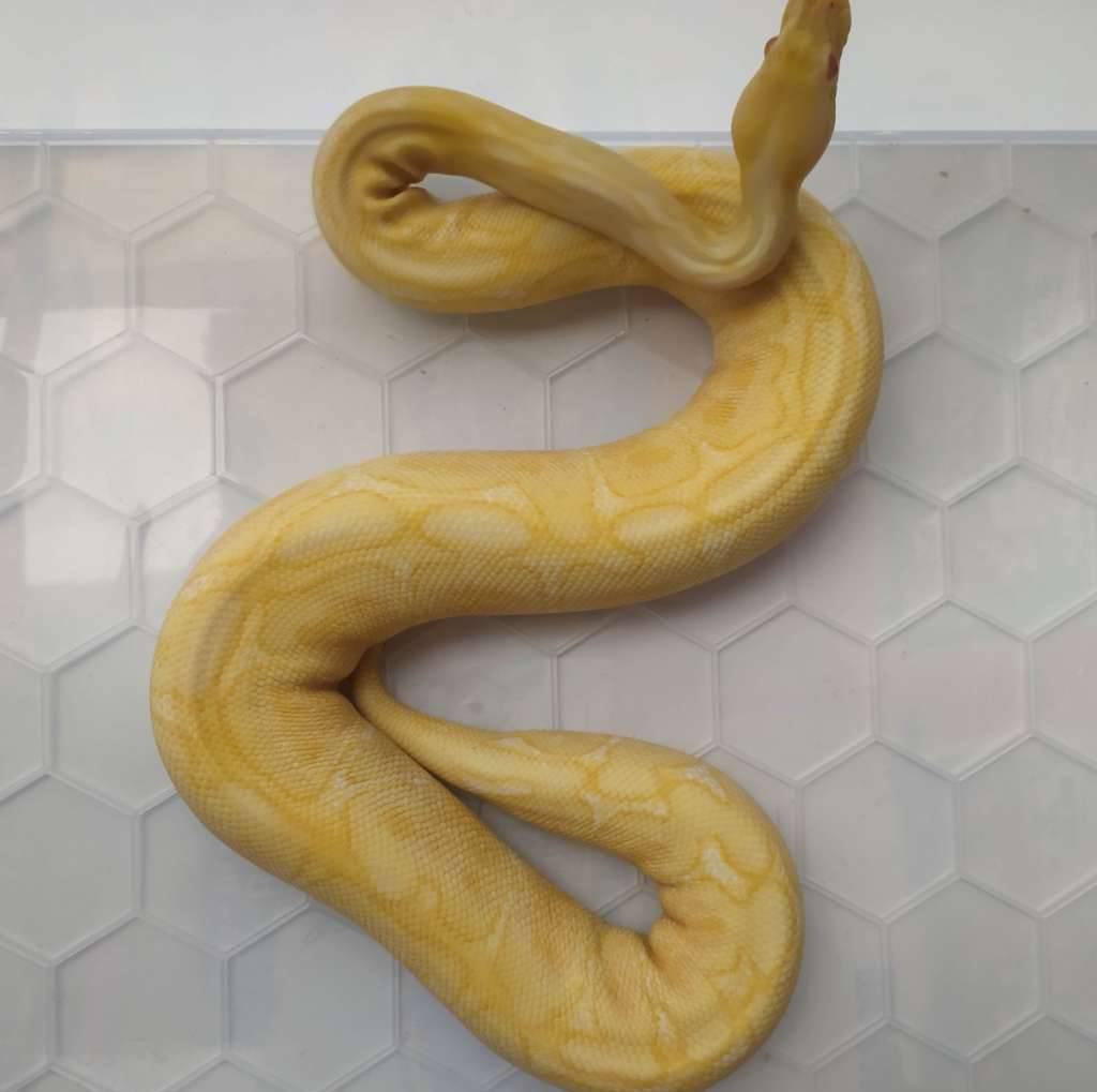 ball-python-black-bee-albino-UY7XSB2BDN
