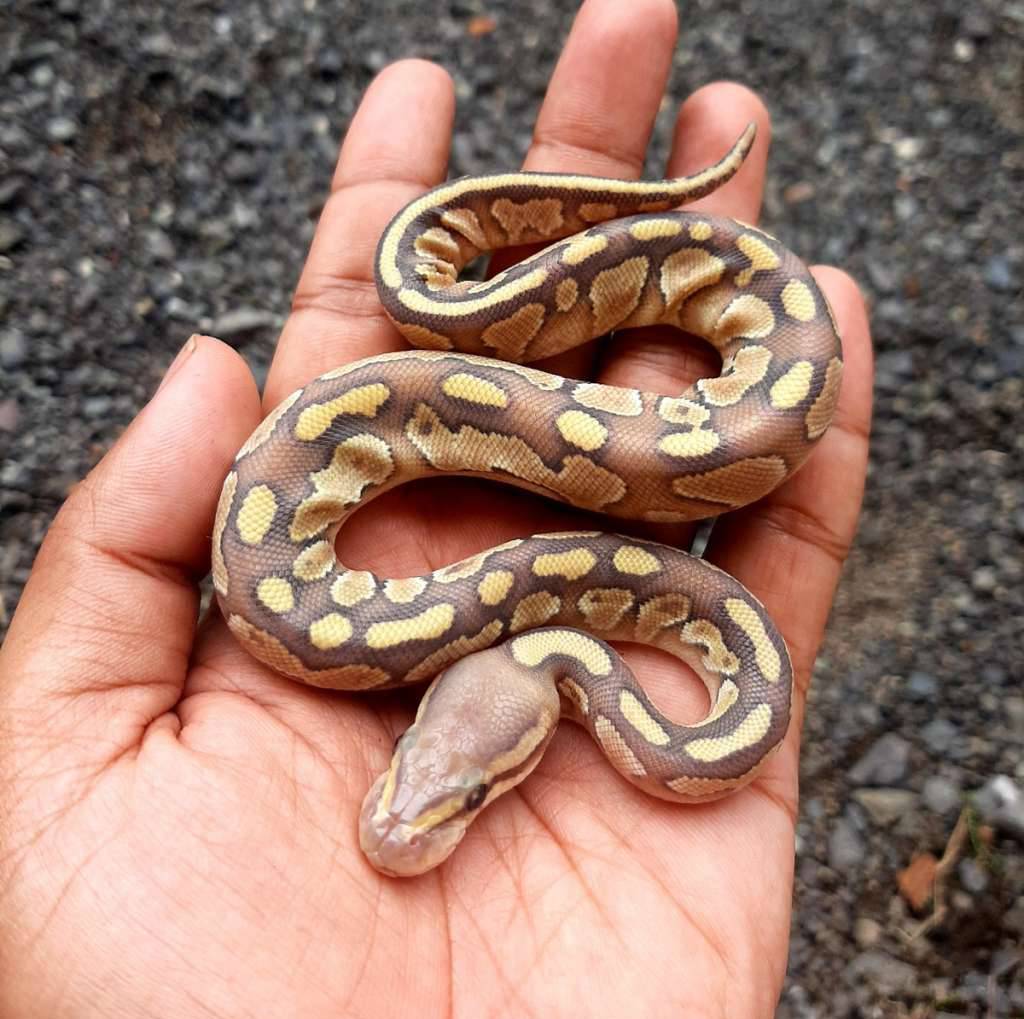 ball-python-butter-hypo-female-IZUB2PYE6U