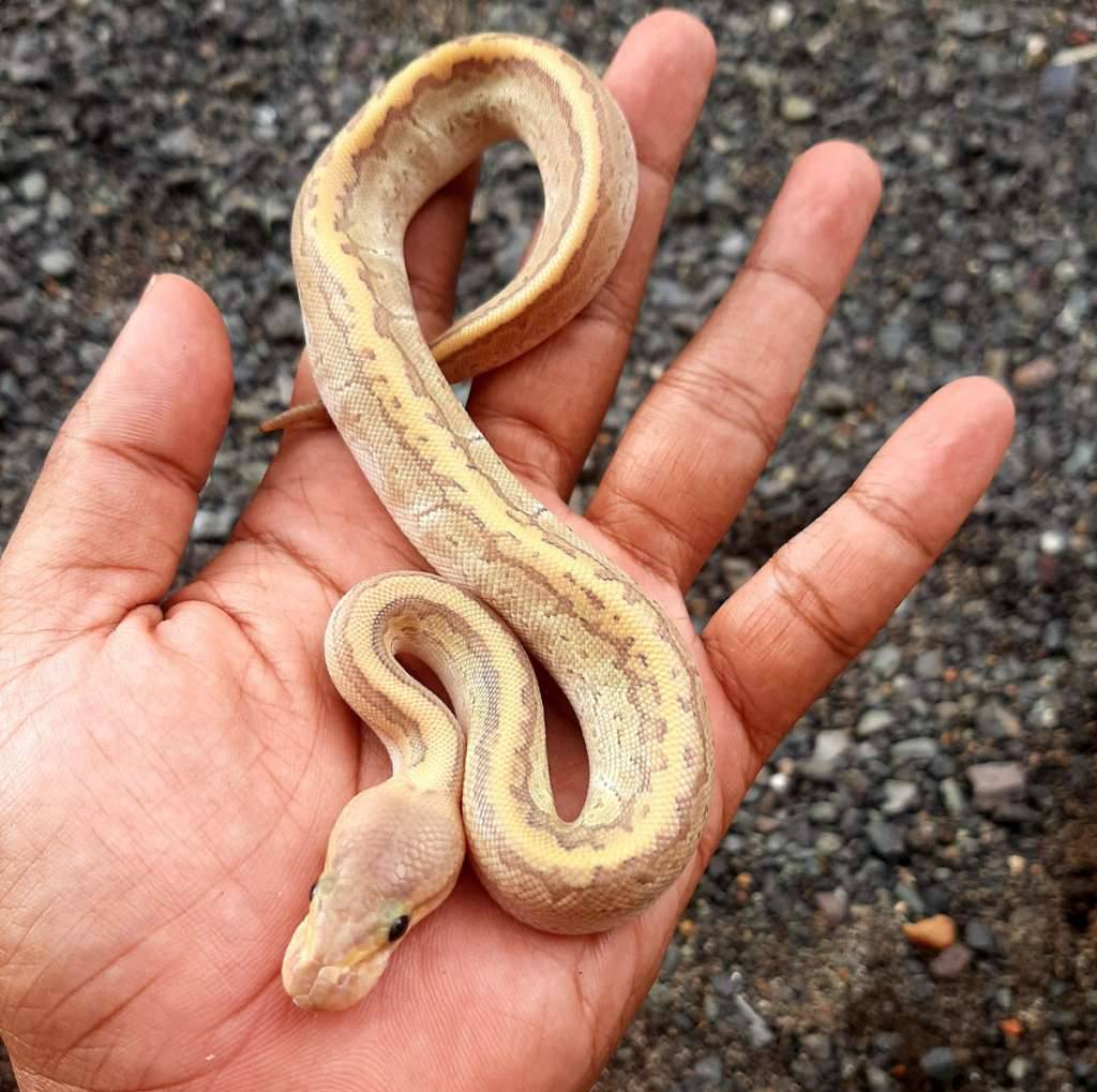 ball-python-butter-pinstripe-hypo-female-3H5SR25ZIR