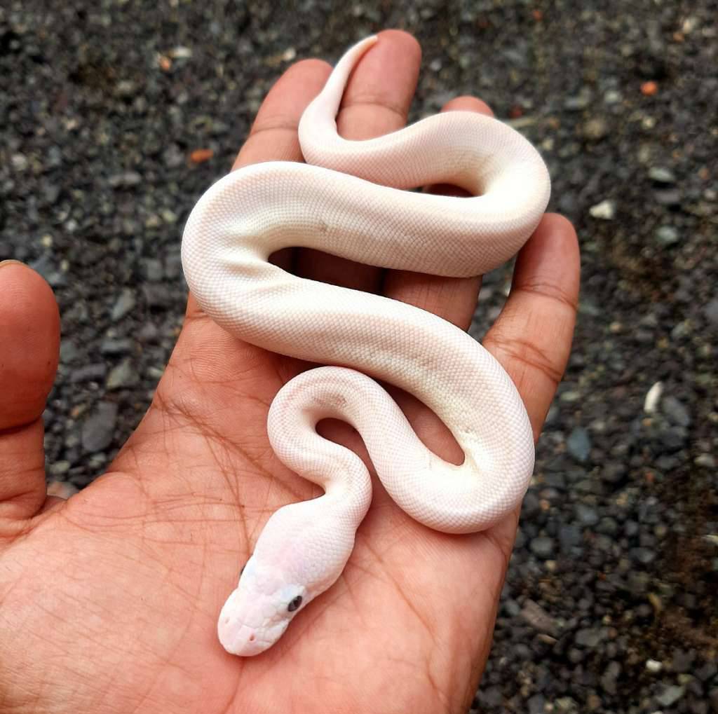 ball-python-bel-blue-eyed-leucistic--lucy-hypo-poss-pinstripe-male-super-butter-58W1Q1NSS2