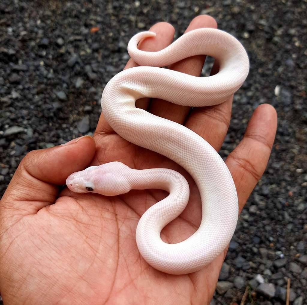 ball-python-bel-blue-eyed-leucistic--lucy-hypo-poss-pinstripe-female-super-butter-4N1HPUHCKO