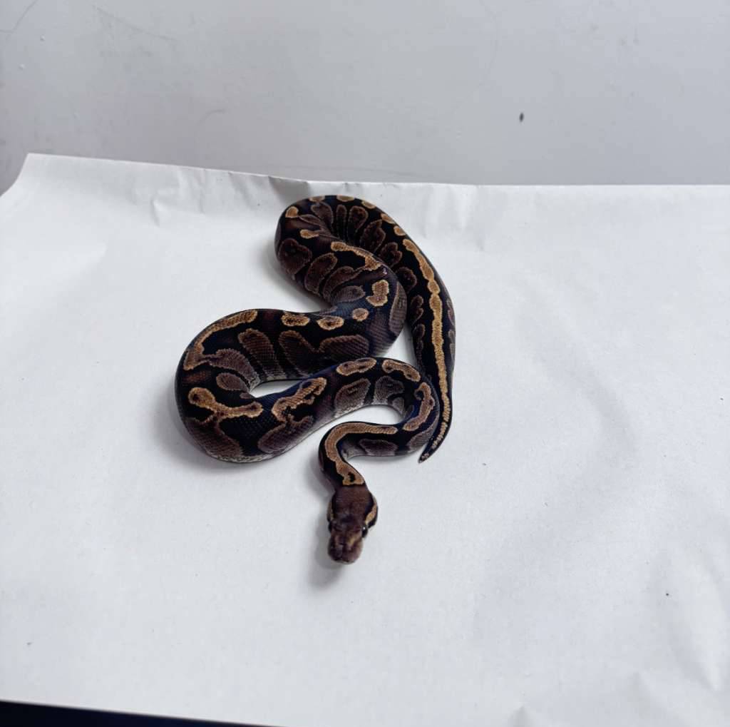 ball-python-ghi-female-INRMJLTMAQ