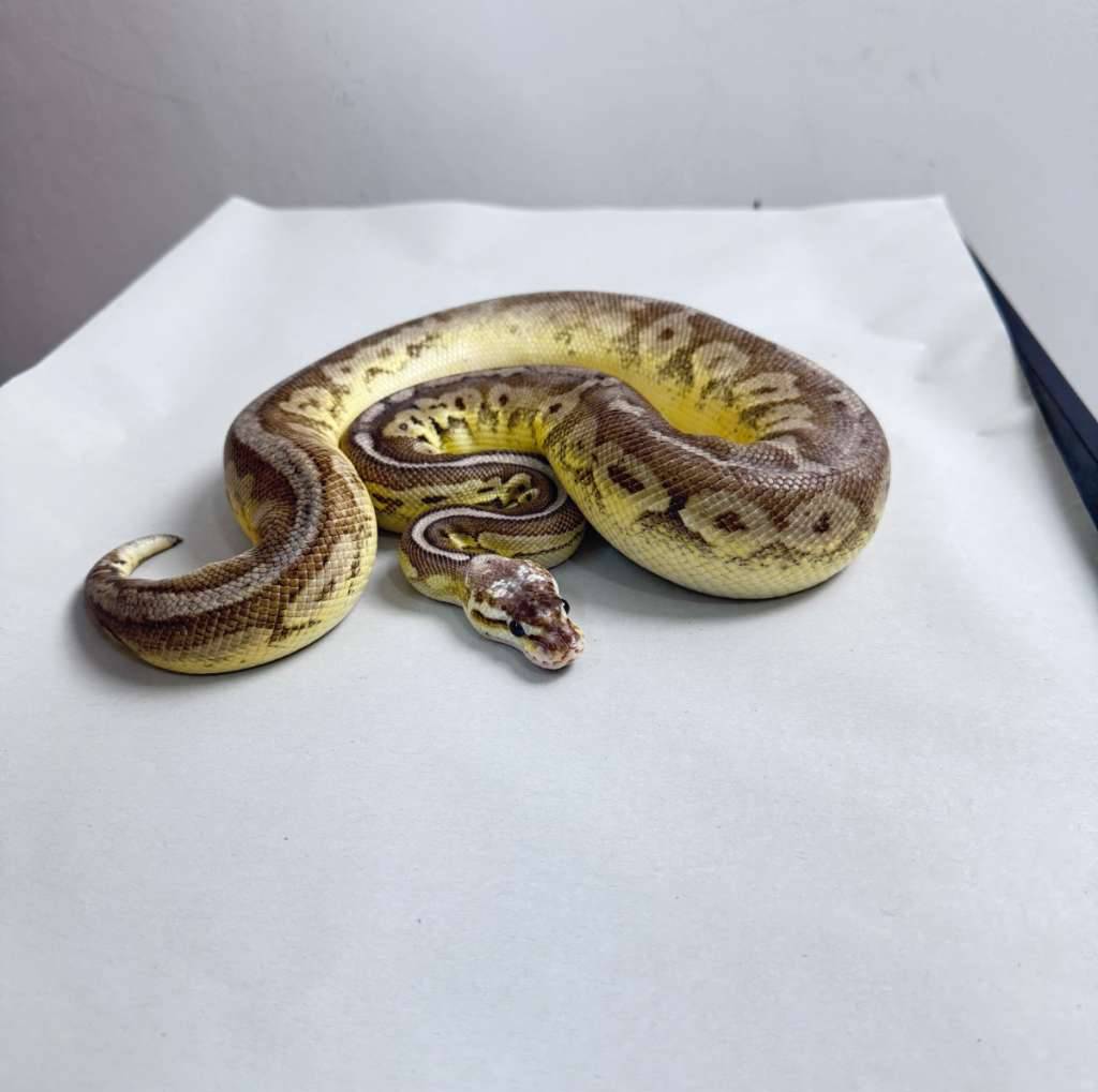 ball-python-sterling-female-K80KK3JW55