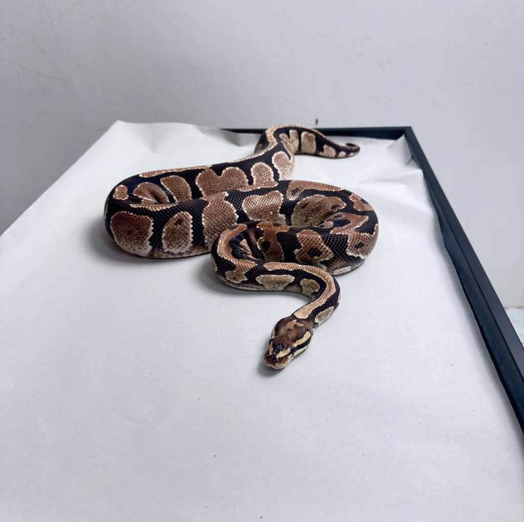ball-python-fire-ph-lavender-female-U4L9KWXDJN