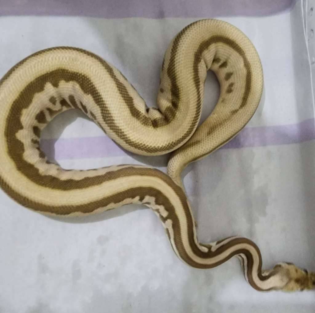 female-leopard-spotnose-lesser-ph-pied-T9XWQE3XVL