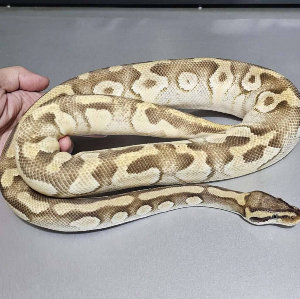 male-enchi-pastave-dh-hypo-clown-0EB0AQJZEU