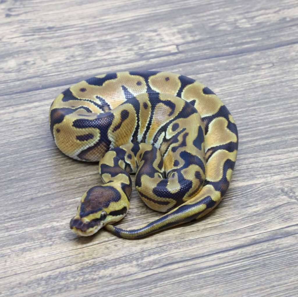 enchi-yellow-belly-het-pied-het-clown-XW58F2NUS6