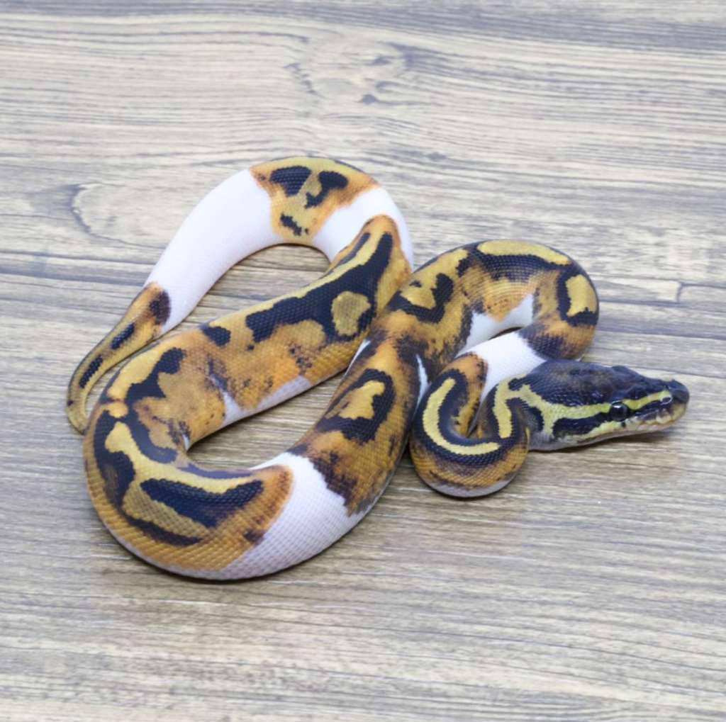 pied-het-lavender-O0IXPKTMCN