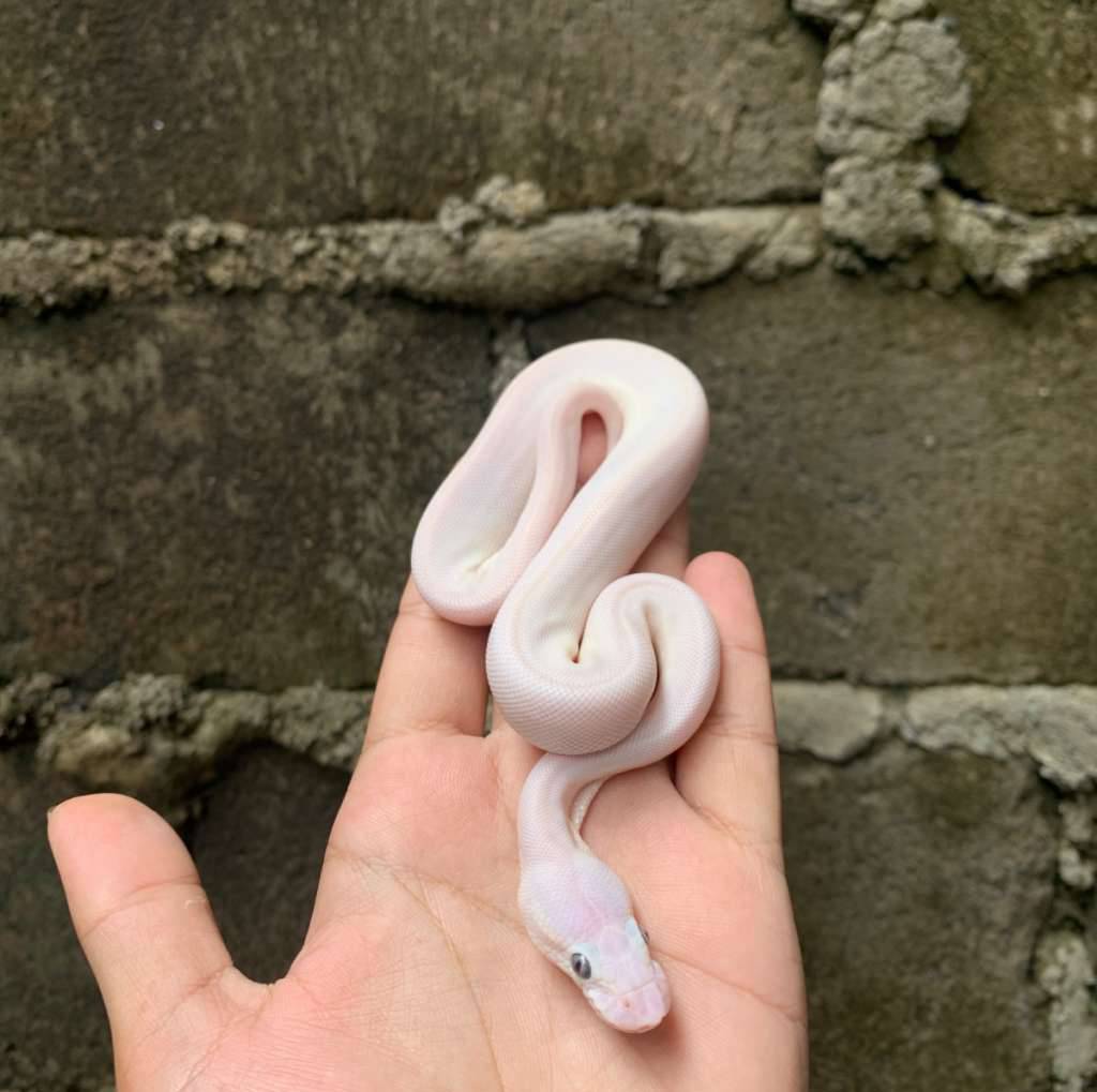 ball-pyhton--blue-eyed-leucistic-2P6PCZWUP1