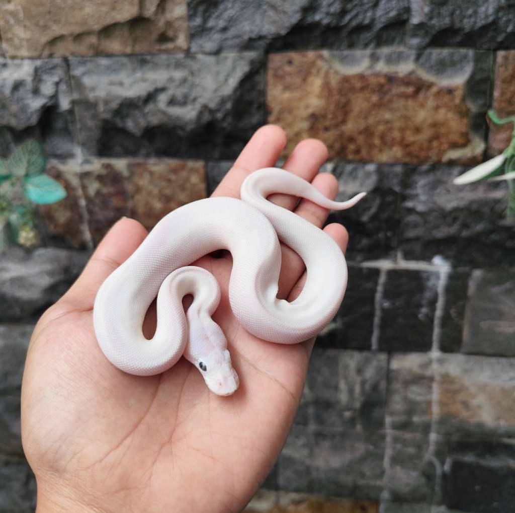 blue-eye-leucistic-F5R6E8Q7M7