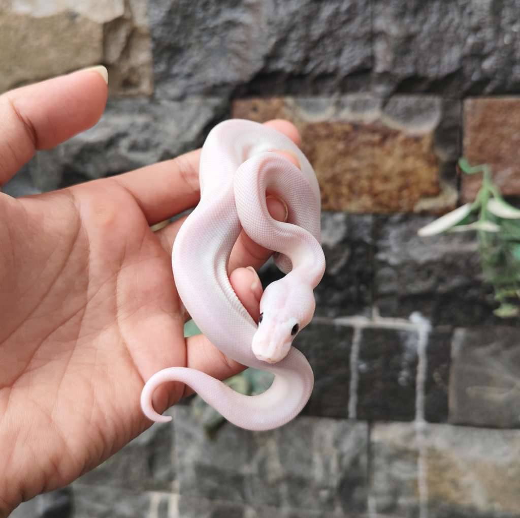 blue-eye-leucistic-BZYJ0N2JQQ