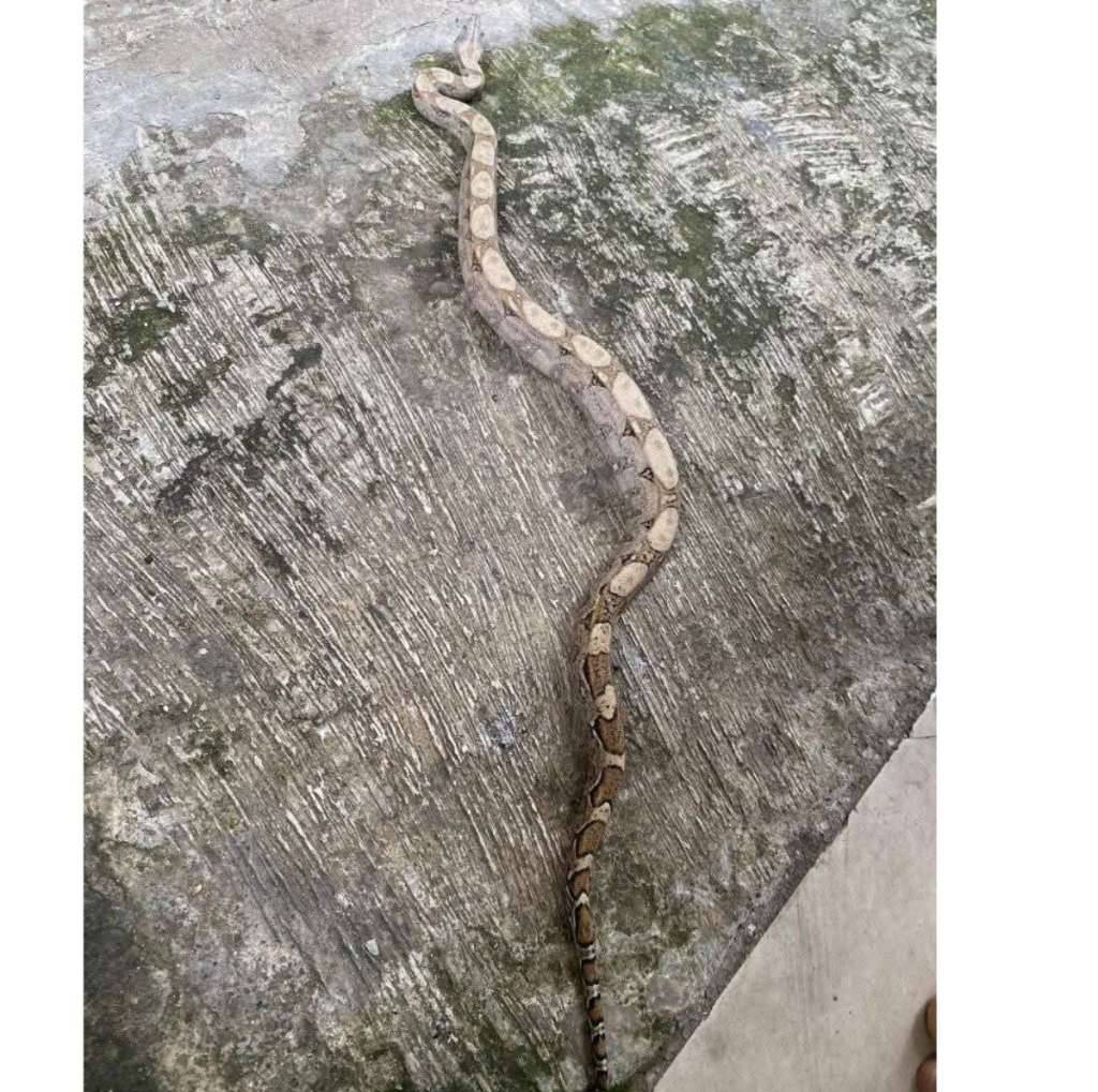 boa-pastel-het-albino-sharp-FRFRD95D4P