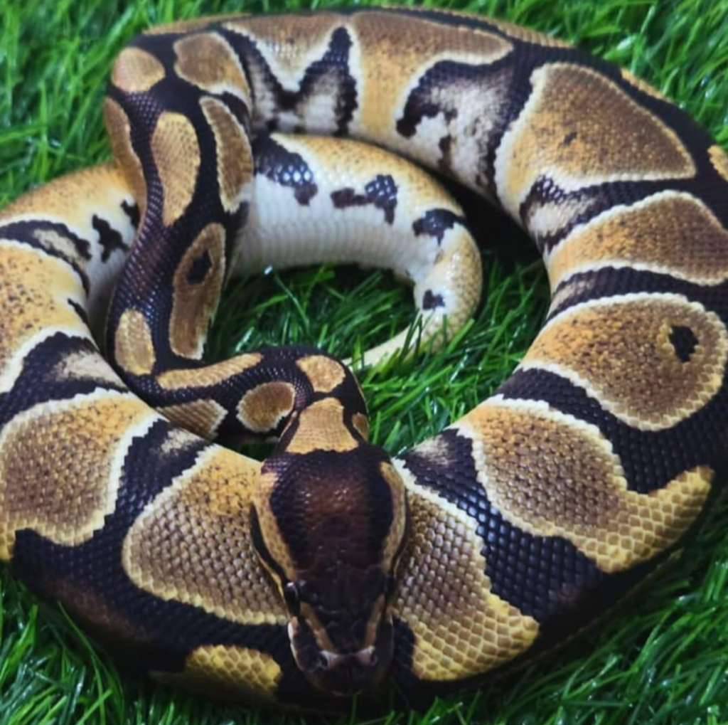 normal-het-clown-ball-python-FBD2ILCL4W