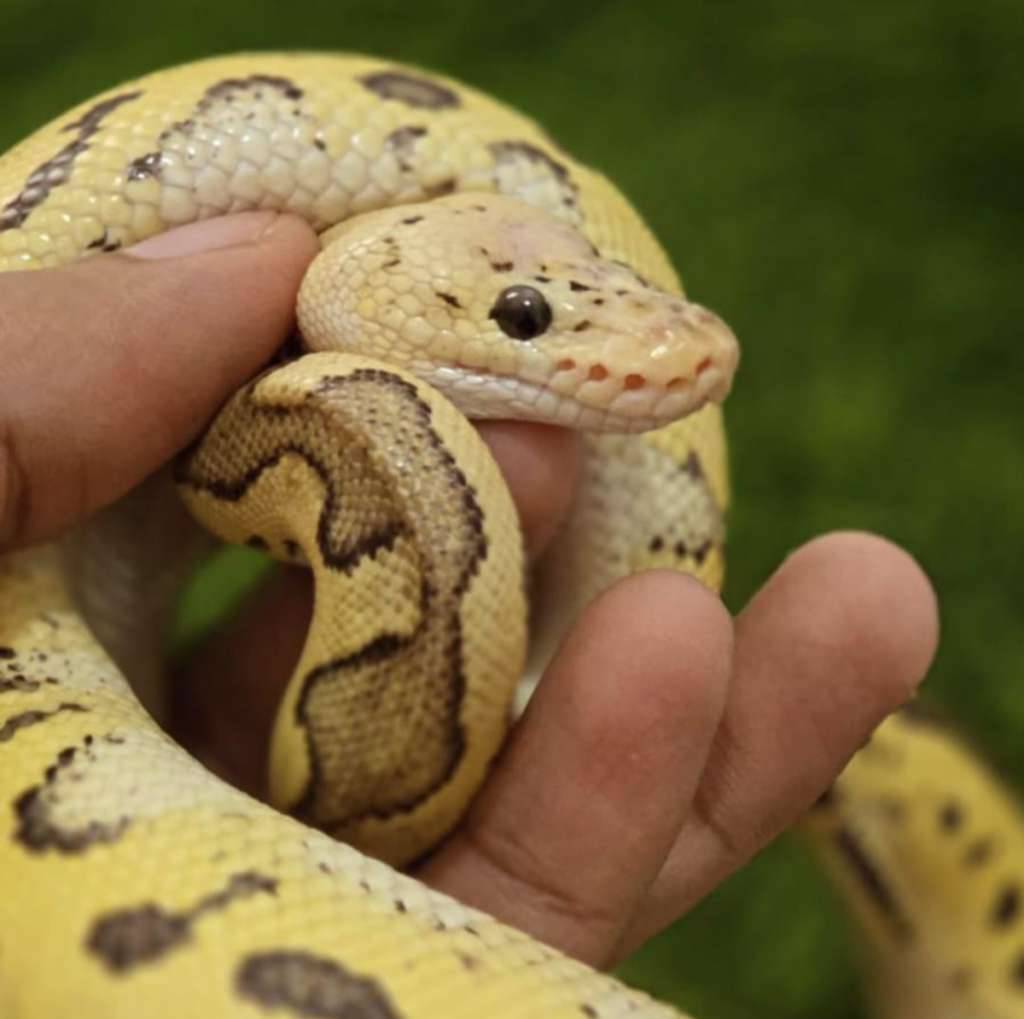pastel-clown-ball-python-U16F9SL6IK