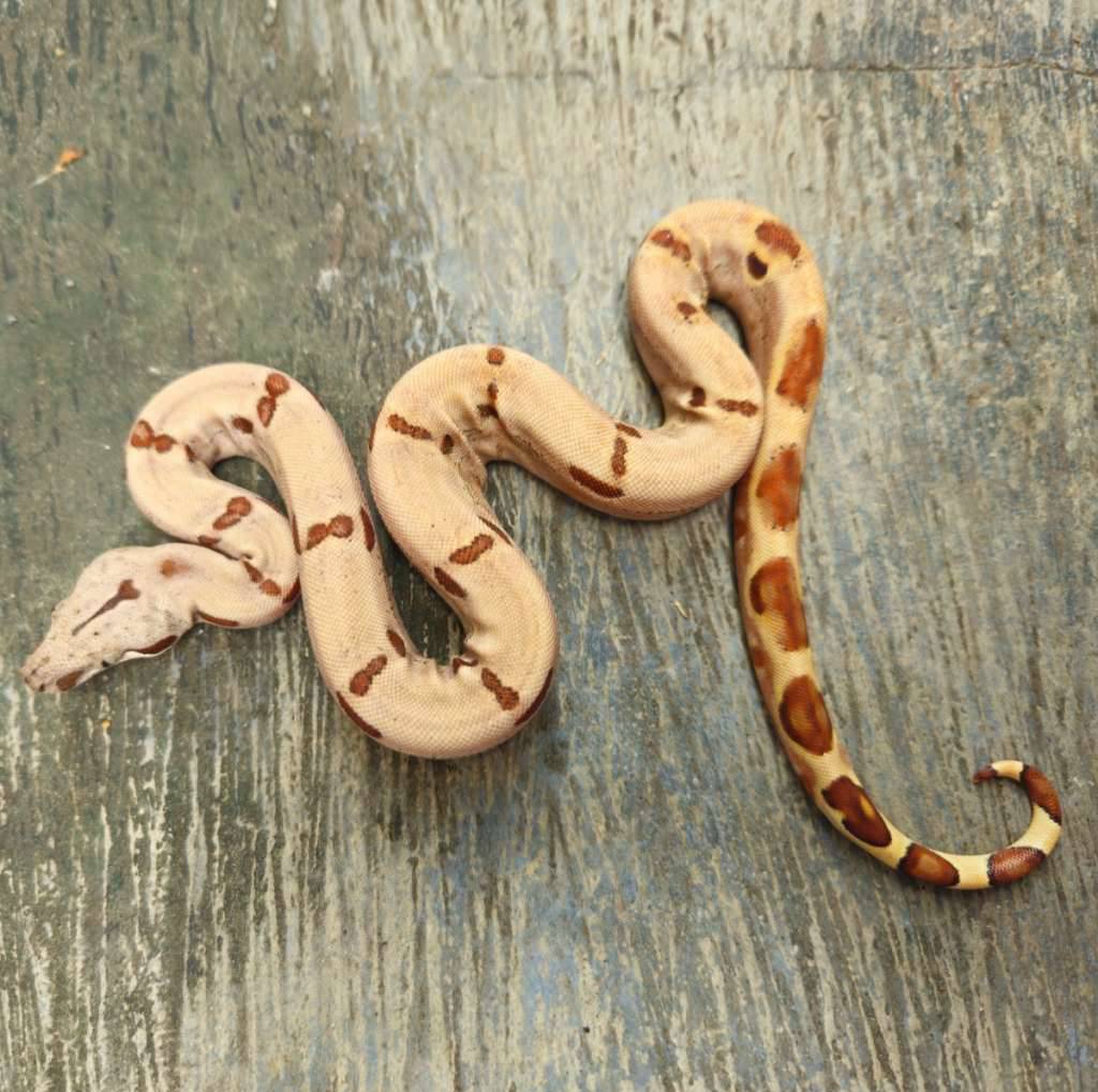 boa-super-hypo-jungle-JL10TDYWVP