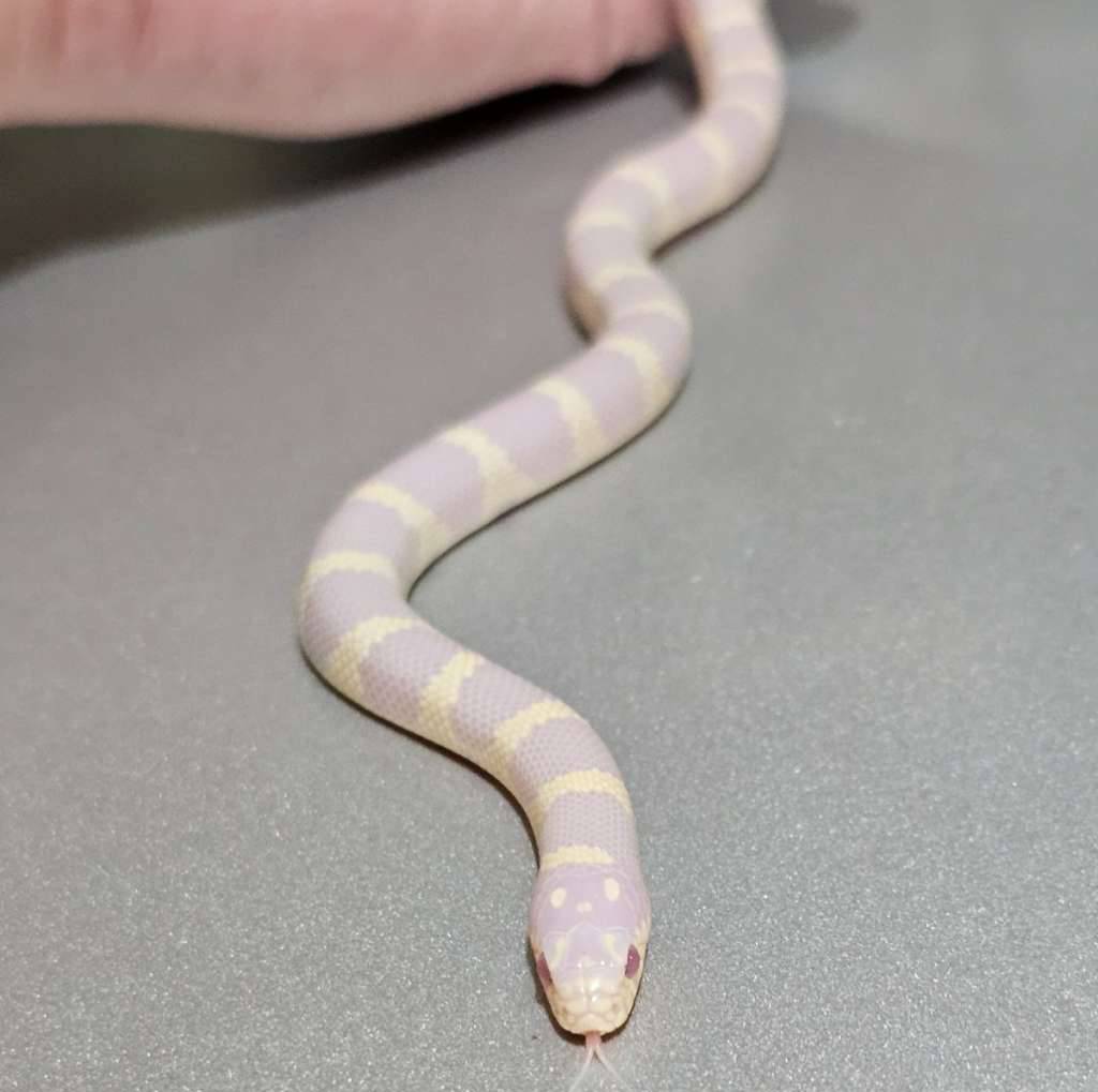 hybrid-super-cali-banana-albino-UC6X6UYN2X