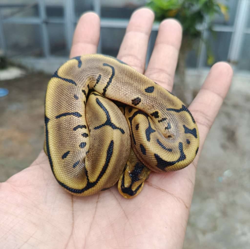 ball-python-leopard-spider-IFMY0WNDZD
