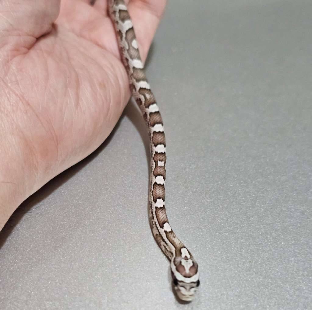 cs-ghost-rf--BOM46Z76IS