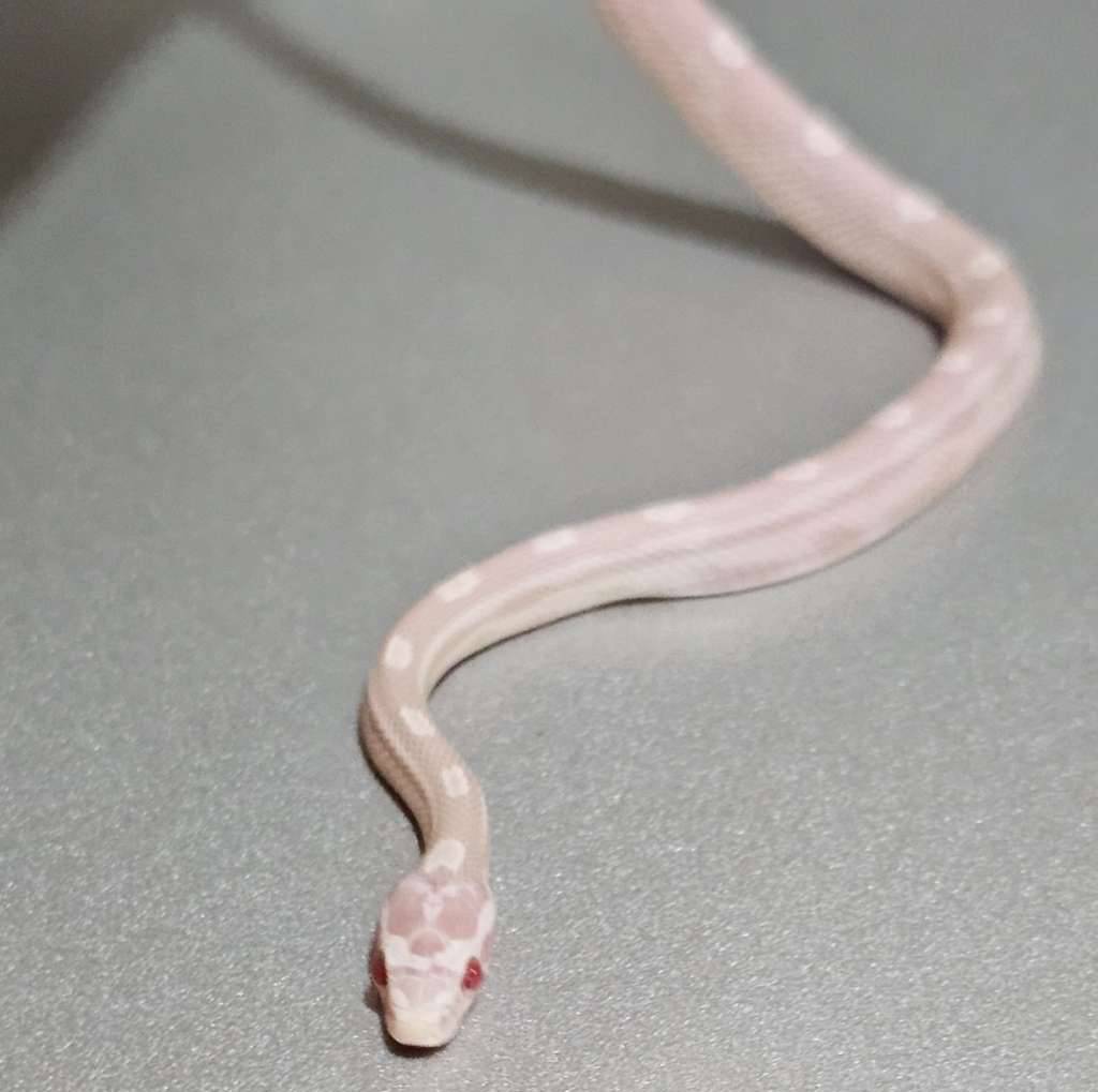 cs-snow-motley-AK1X2F8W11