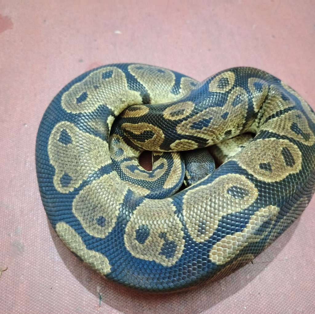 ball-python-normal-XRKPIIYT0W