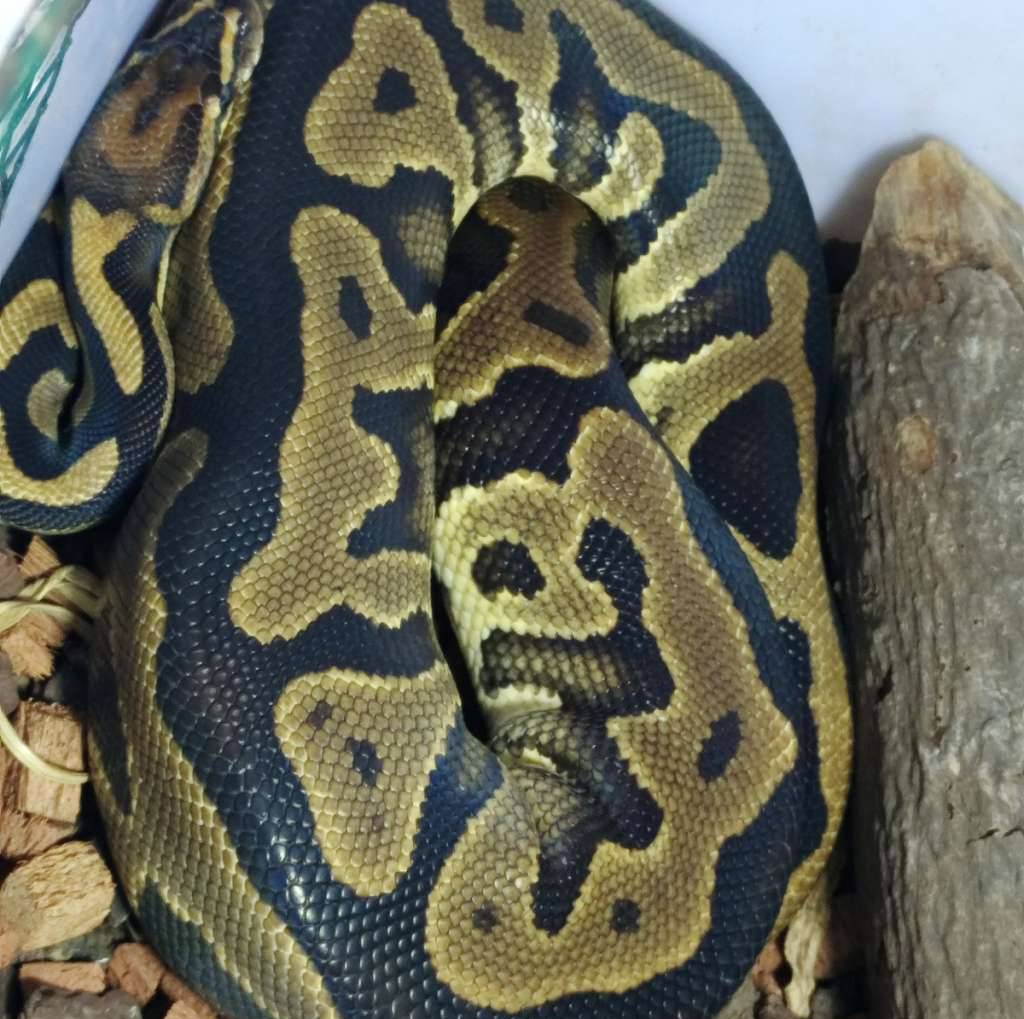 f-ball-python-leopard-orange-dream-yellow-belly-7L6T9UYF8M