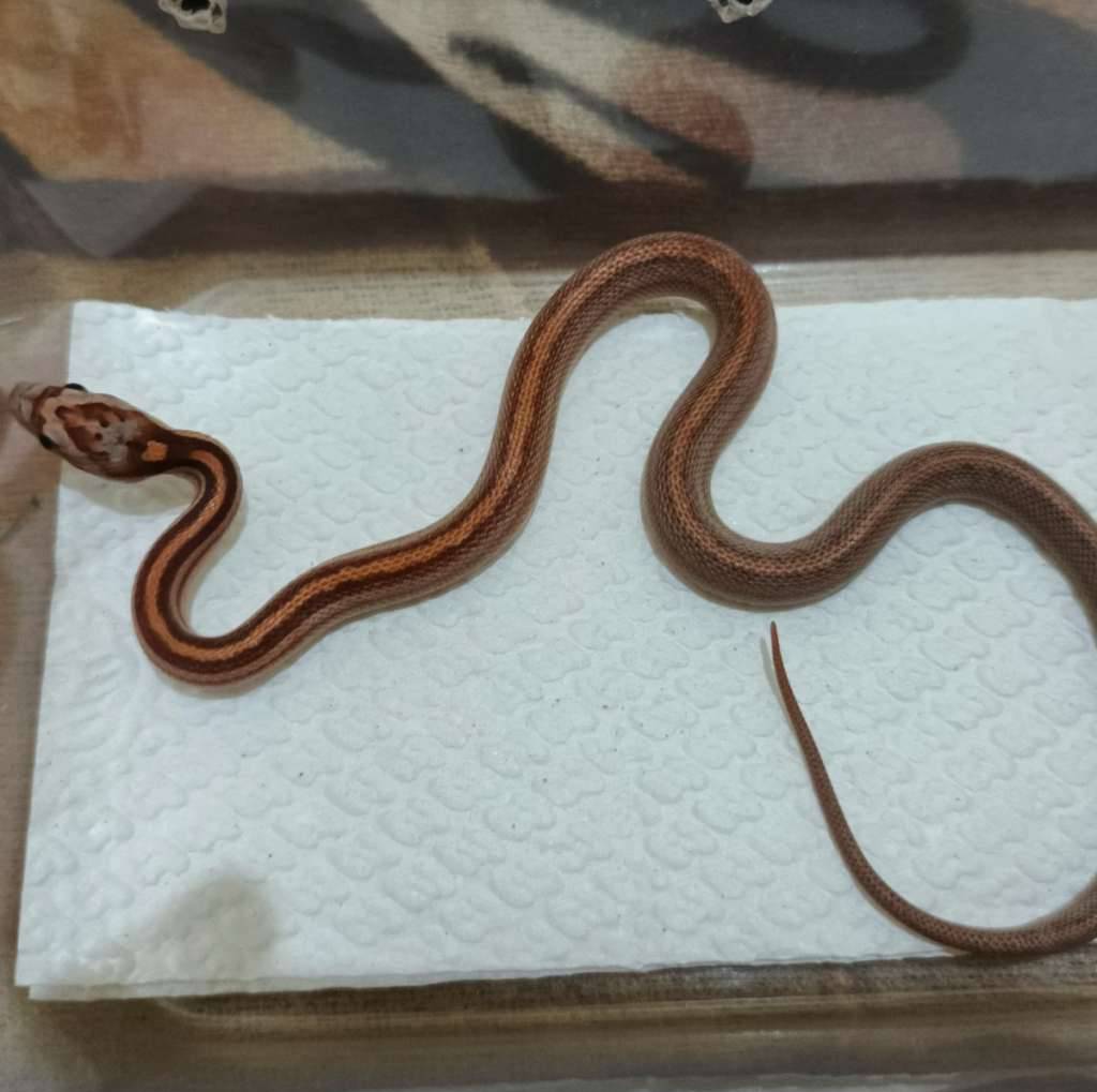 motley-tessera-het-amel-anery-caramel-POYVGYZ4N1