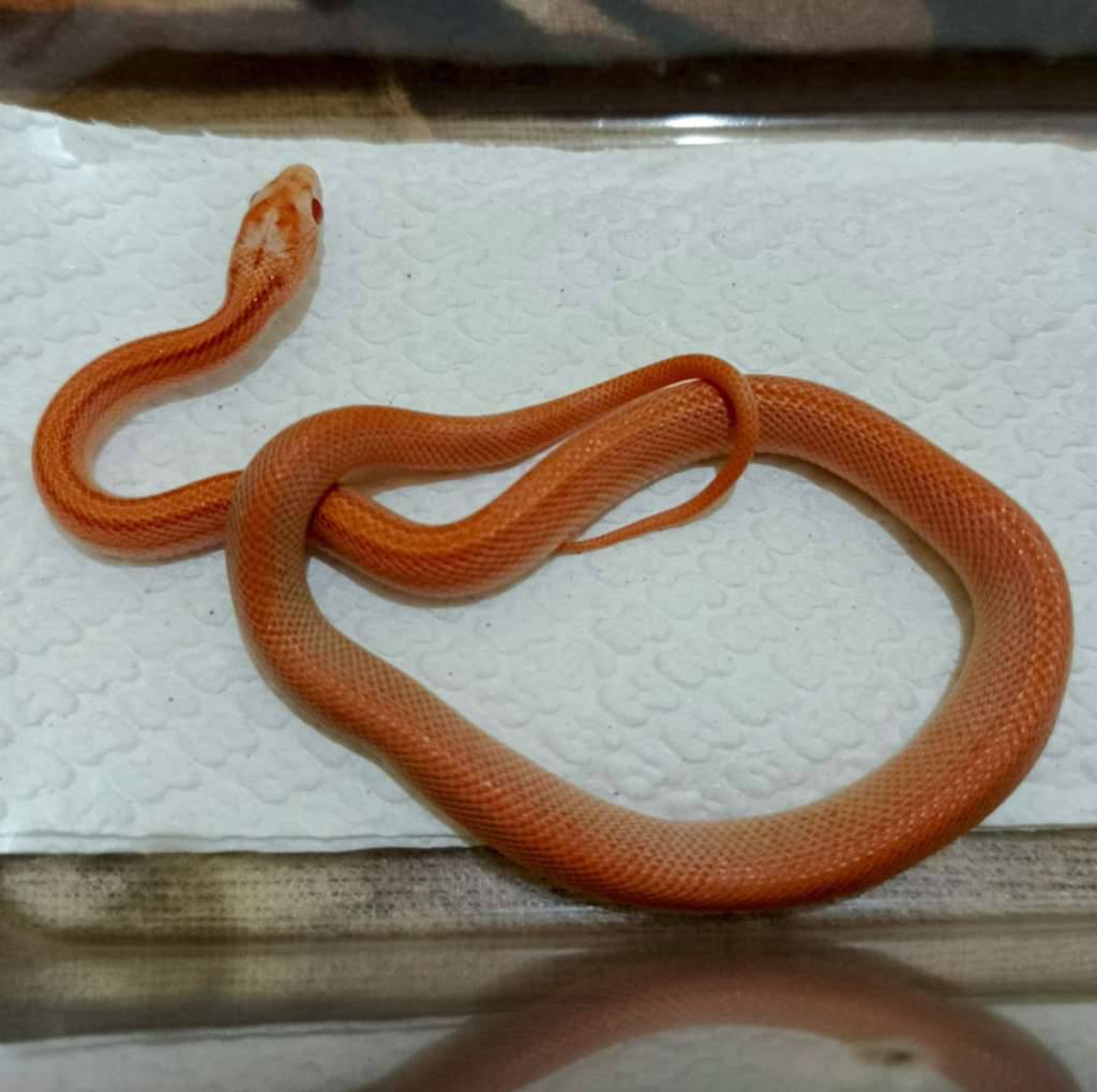 amel-stripe-het-anery-caramel-QD44Z1AGEF