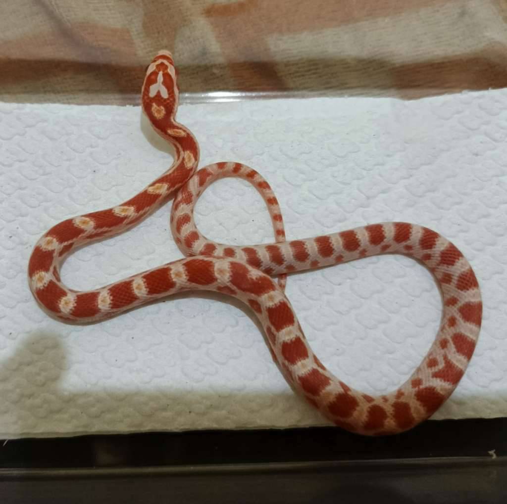 amel-het-anery-caramel-motley-85NQ6JRW5P