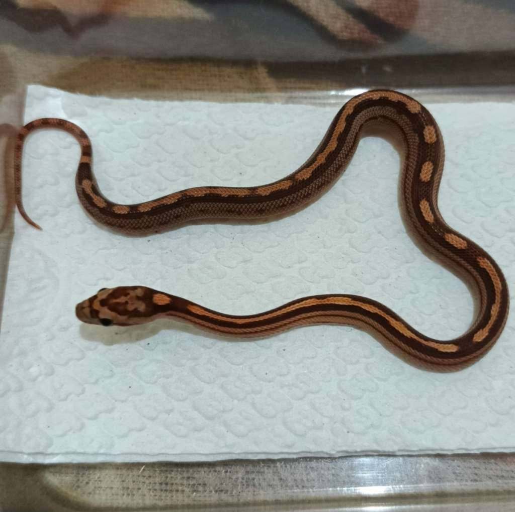 motley-het-amel-anery-caramel-HODIU6S1OG