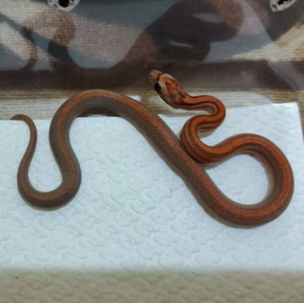 stripe-het-amel-anery-caramel-QF5ILXIQK2