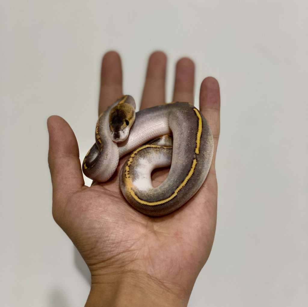 champagne-highwayfreeway-IJ3IQLIHQ8