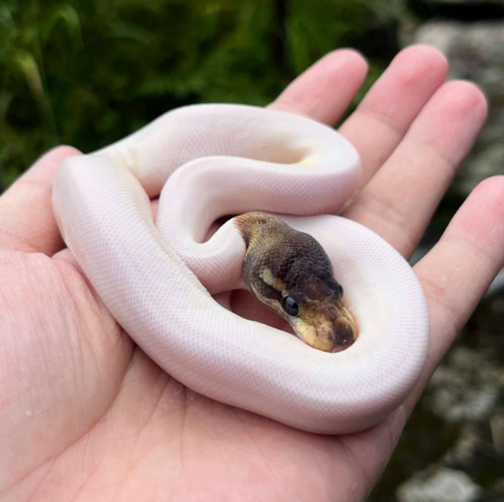 cinnamon-pied-poss-od-ph-albino-UIBXYKRIA3