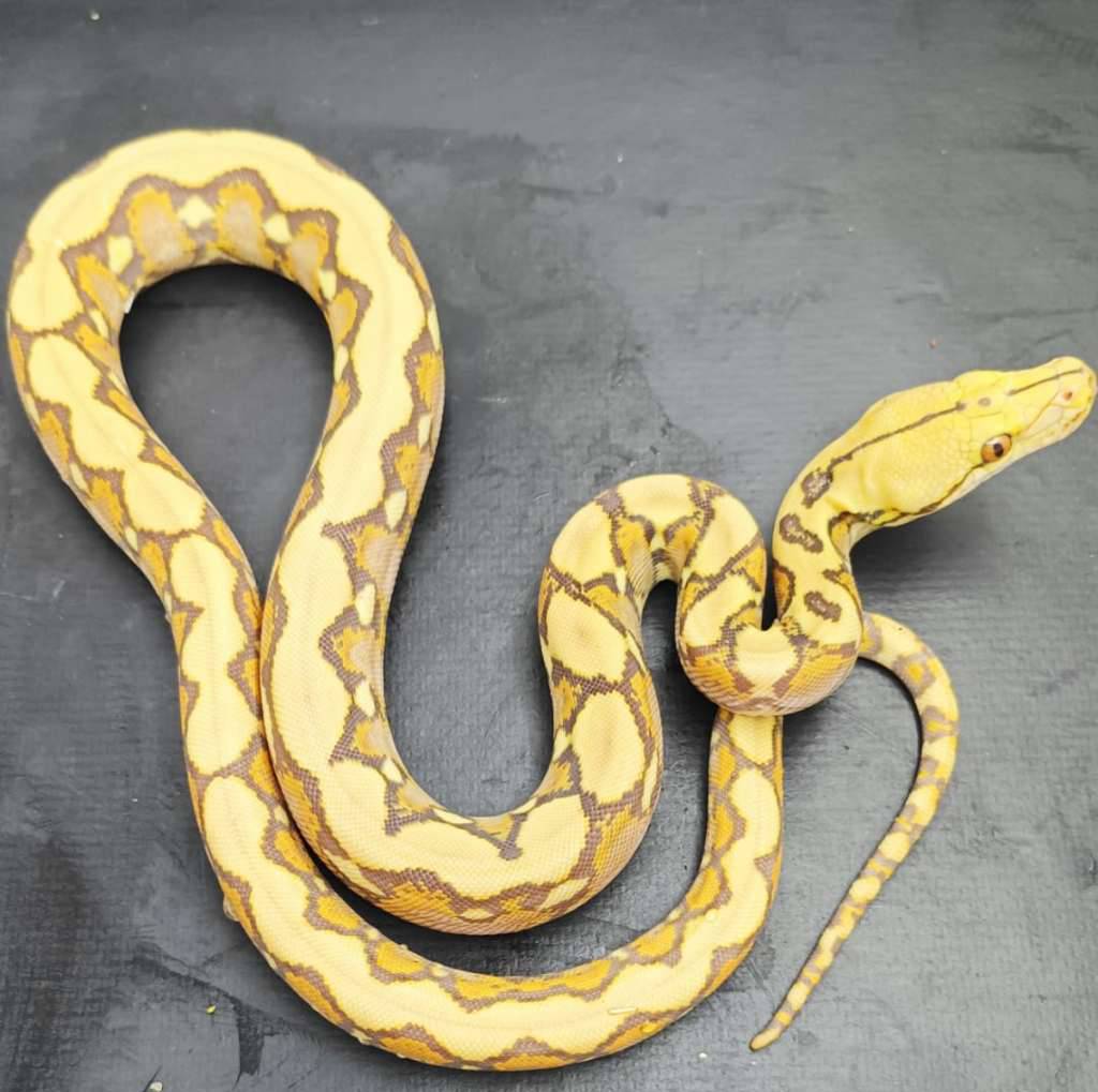 retic-orange-glow-grade-W8DH4FRW65