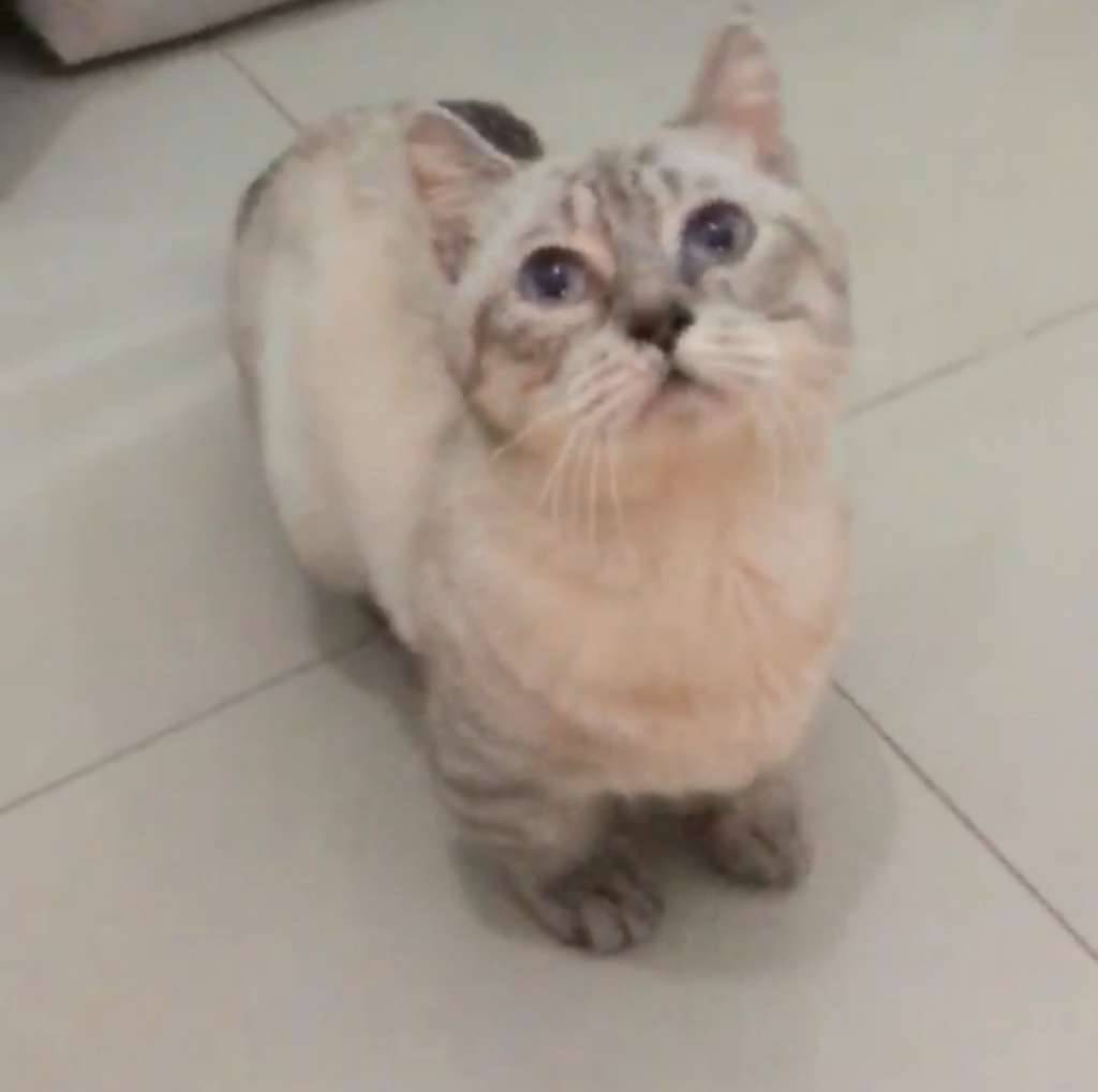 munchkin-ts--munchkin-top-standard-HX1BQ84IQI