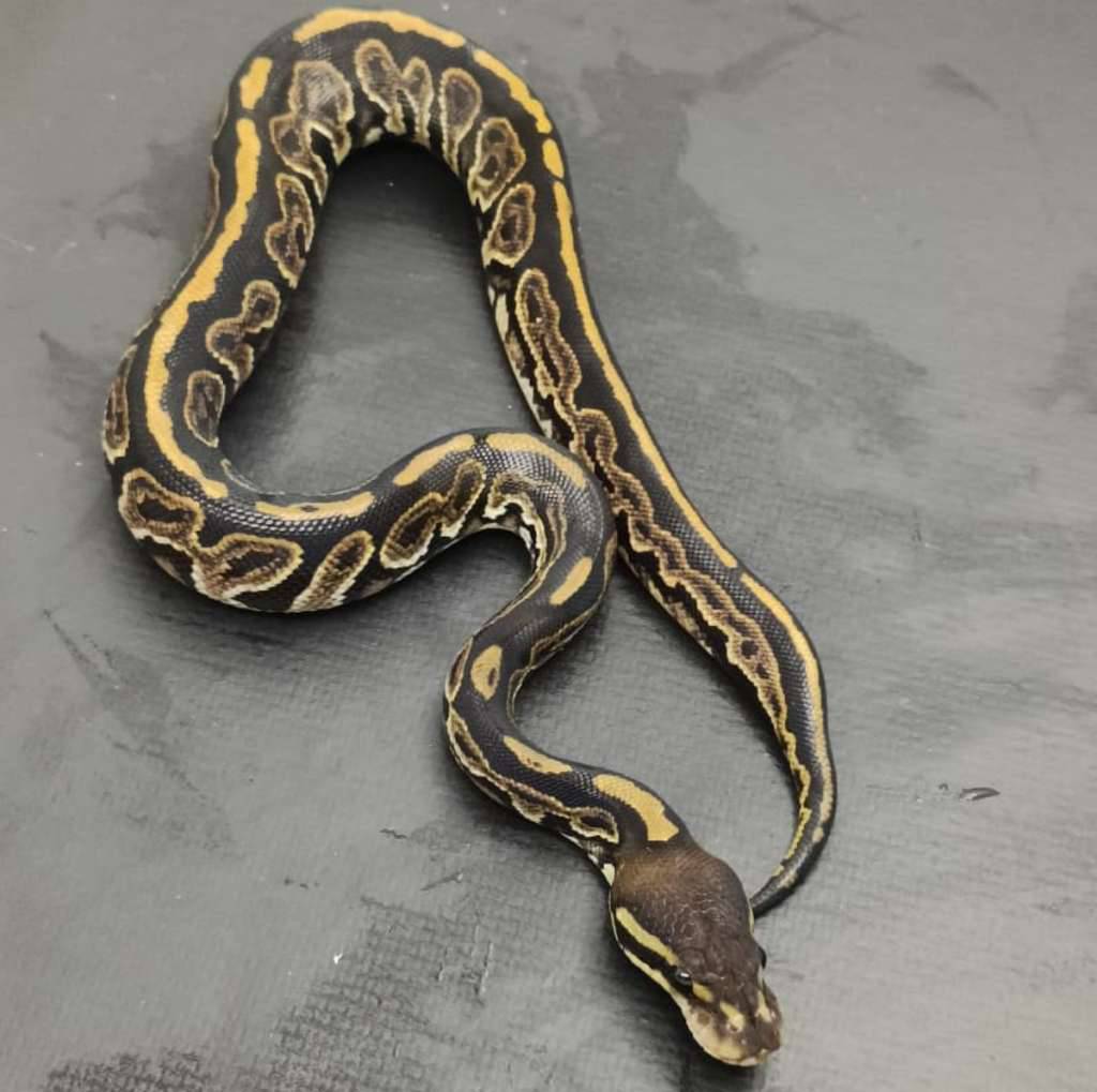 black-pastel-het-albino-CGPR7JMPYQ