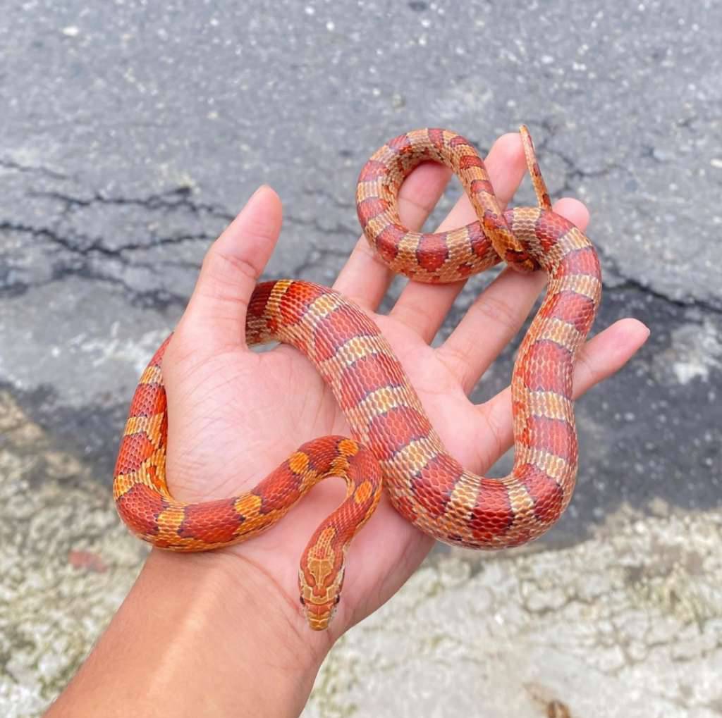 cornsnake-normal-cakepp-bgtt-9185EMODUP