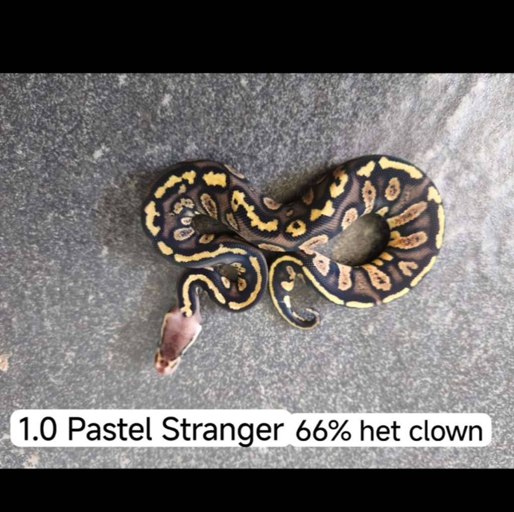 pastel-stranger-het-clown-OAVS8X6N7T