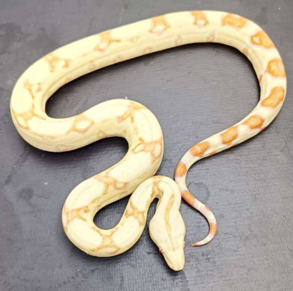 boa-albino-kahl-P9DAZ5EL9Z
