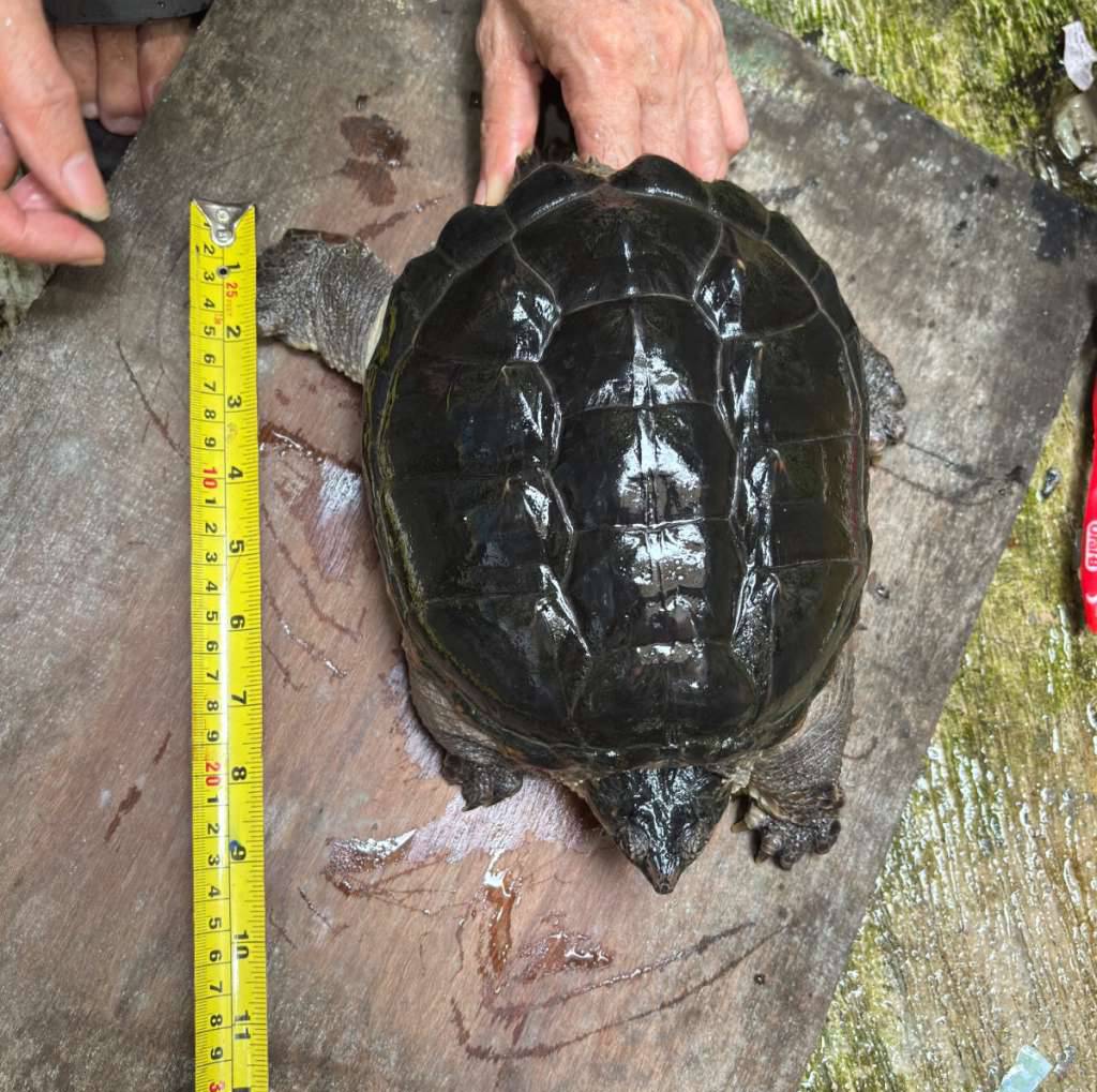 kura-kura-cst-common-snapping-turtle-WAW52Z9FDW