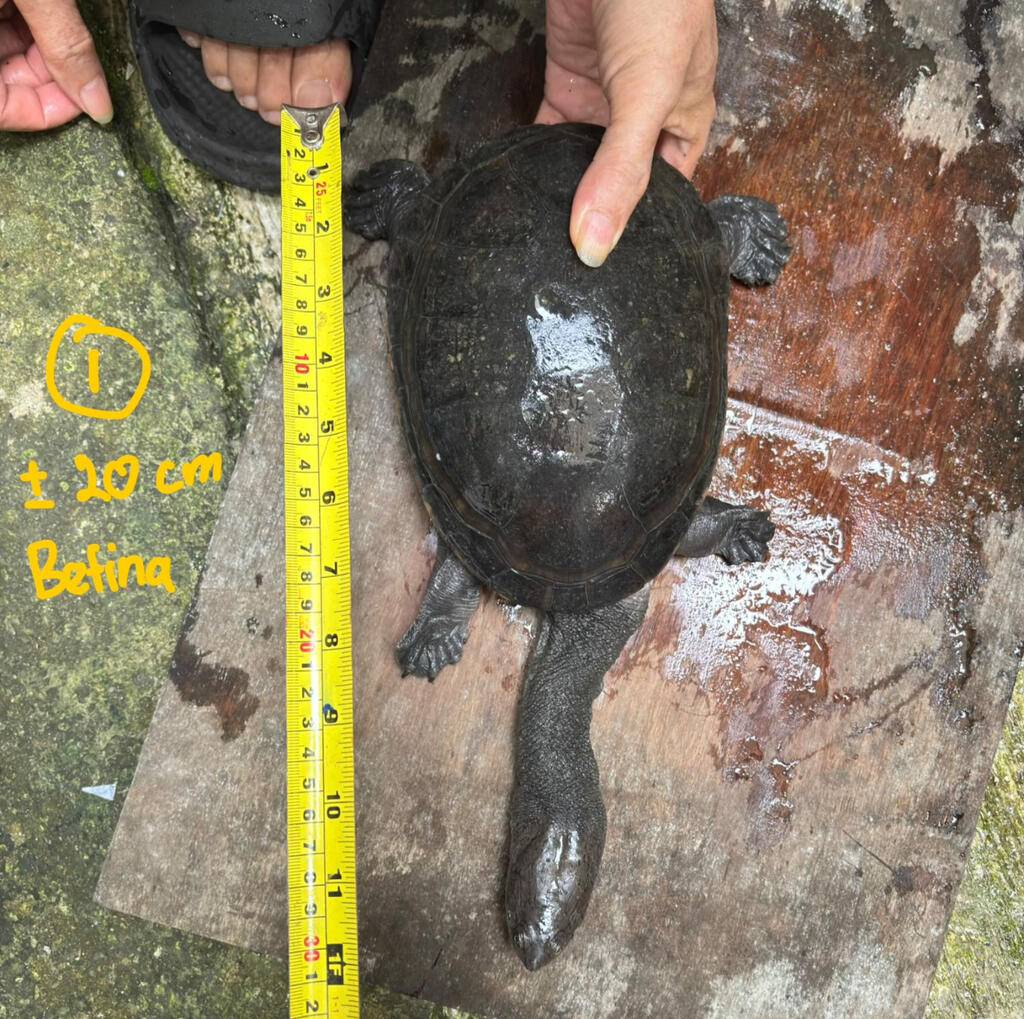 kura-kura-leher-panjang--siebenrocki-AMKP6GLY5E