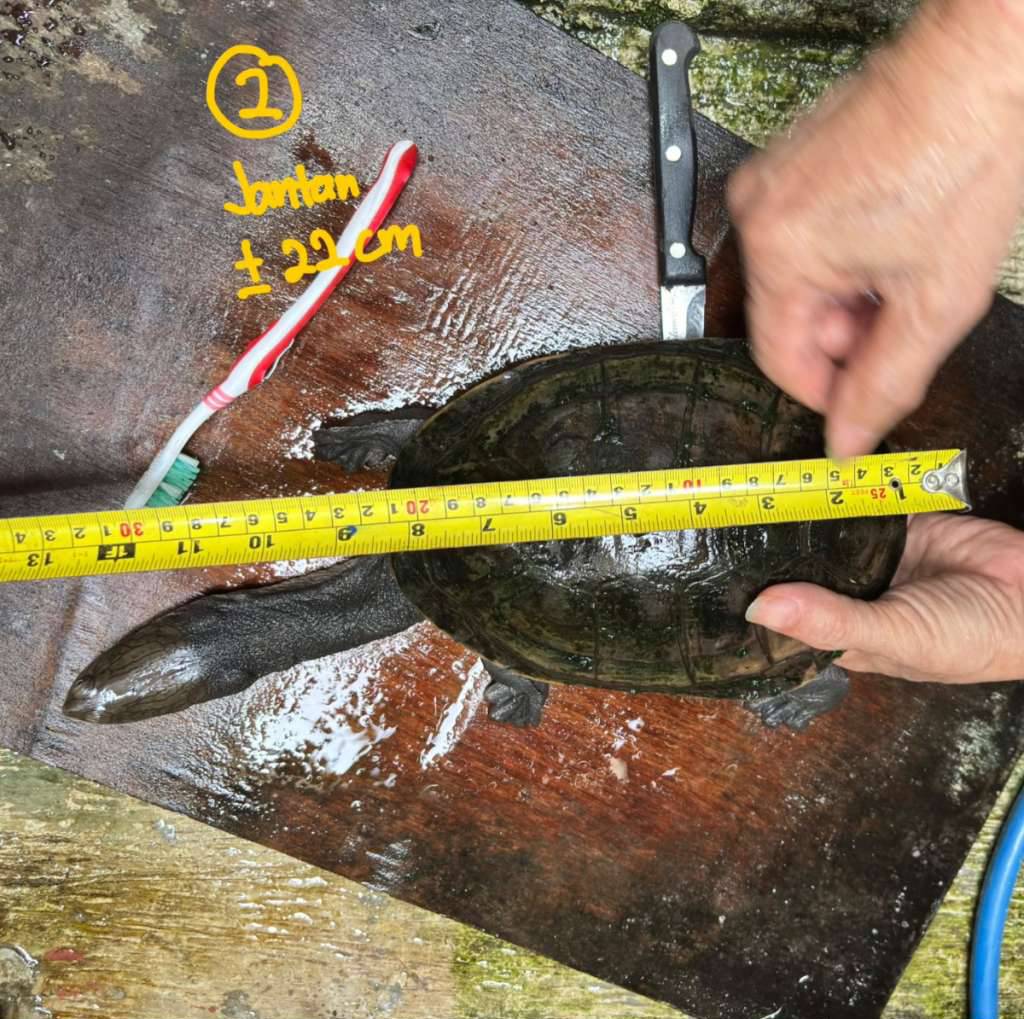 kura-kura-leher-panjang--siebenrocki-G0G67LUY6F