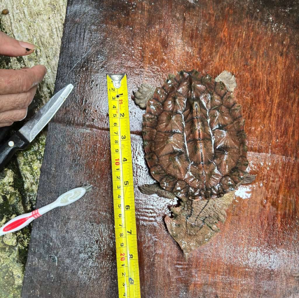 kura-kura-matamata-Z3XY8GXL9V