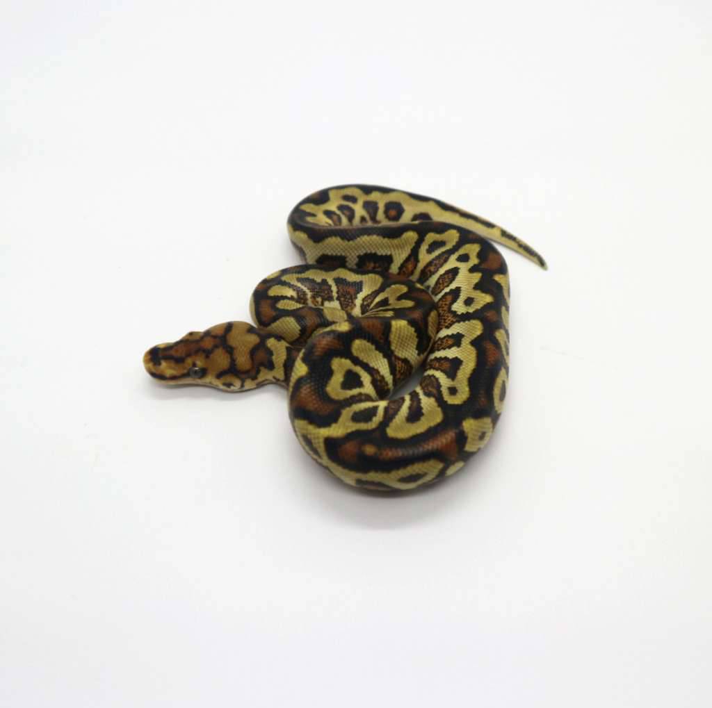 spotnose-yellow-belly-clown-male-X2082UAIC8