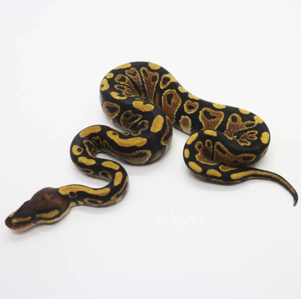 trick-het-clown-female-1SK2H1A3C2