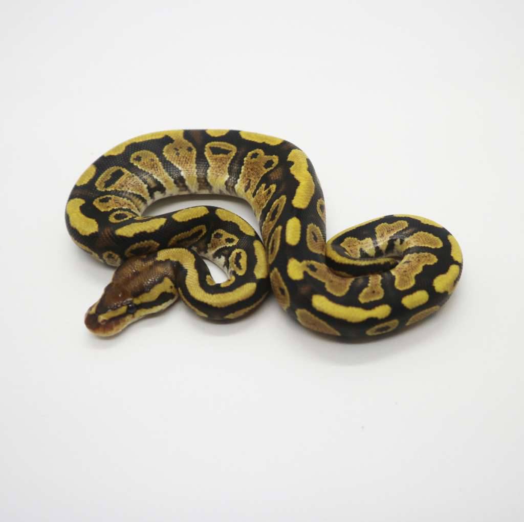 trick-fire-het-clown-female-IANA9CGRFZ