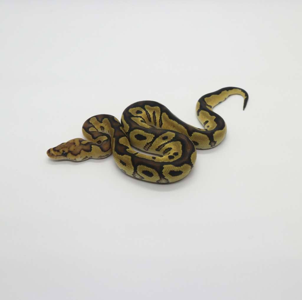 clown-possible-trick-yb-male-S5YG0EKWE1