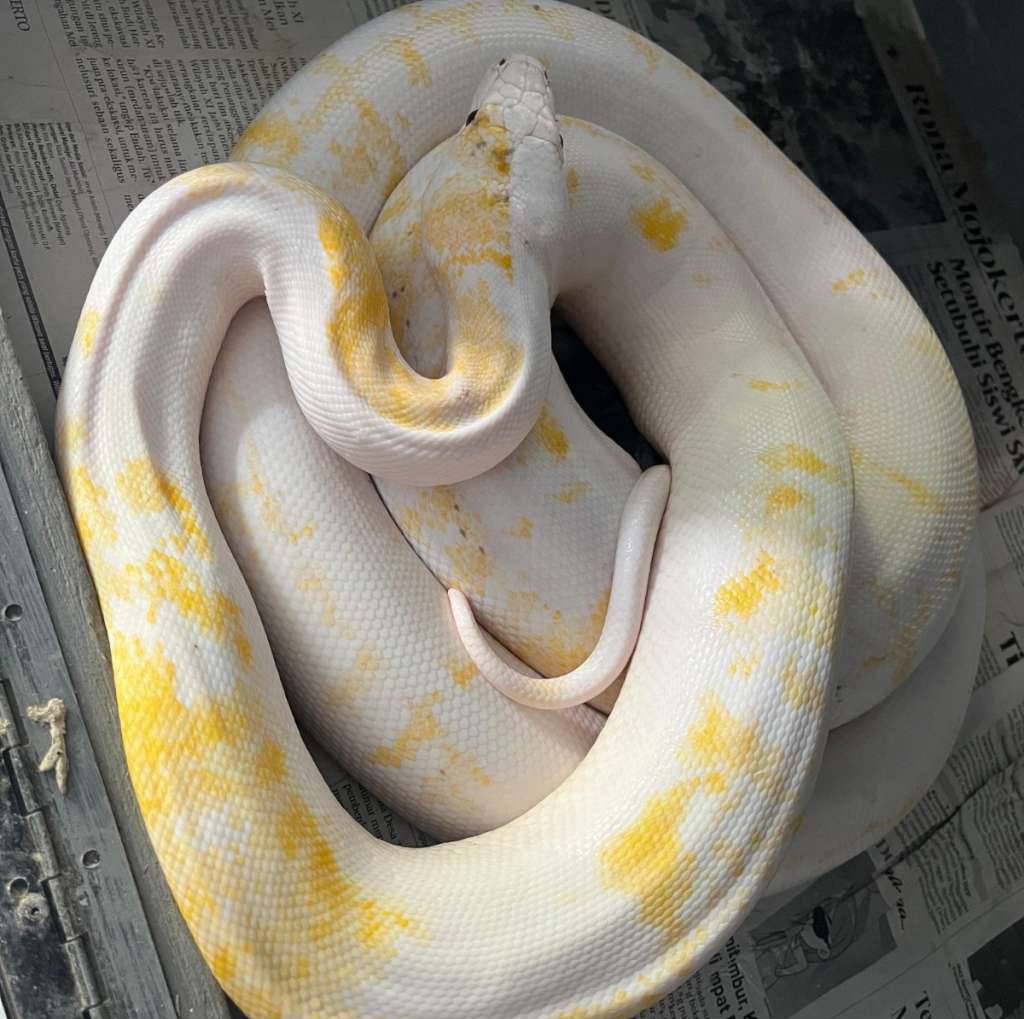 leucistic-paradox-retic-GO0AARA9FI