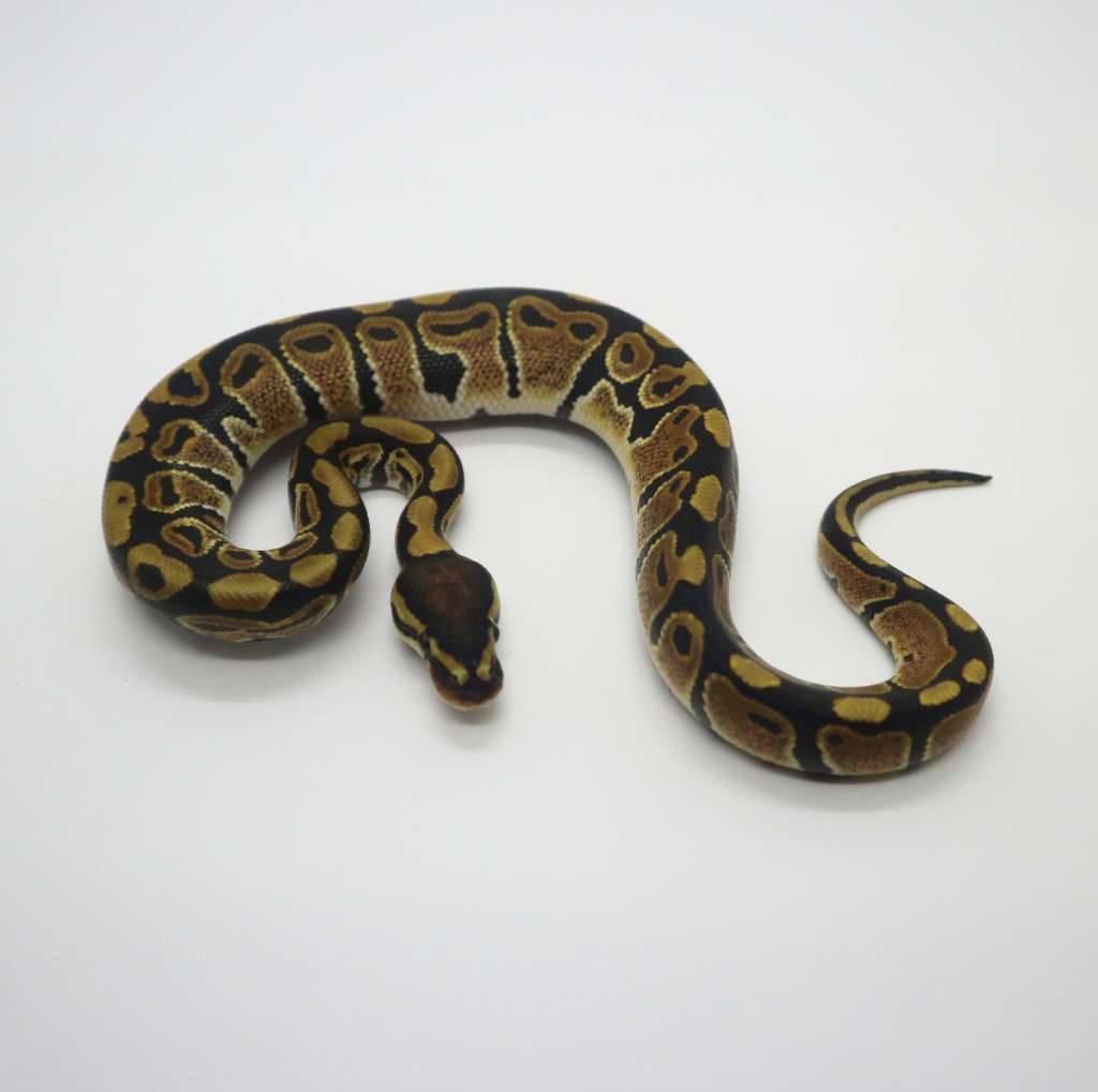 normal-het-clown-poss-trick-f-G0X4244SUK