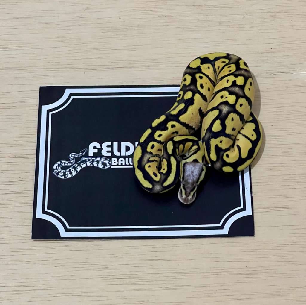 firefly-ball-python-2025010101-EKXOWXLUMK